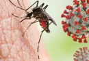 डेंगू और स्वाइन फ्लू हो सकते हैं खतरनाक, जाने इस के लक्षण और उपचार..